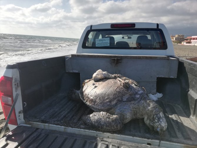 Hatay'da ölü yeşil deniz kaplumbağası sahile vurdu