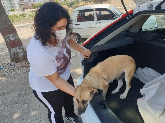 Osmaniye'de yaralı bulunan sokak köpeği tedaviye yavrusuyla birlikte götürüldü