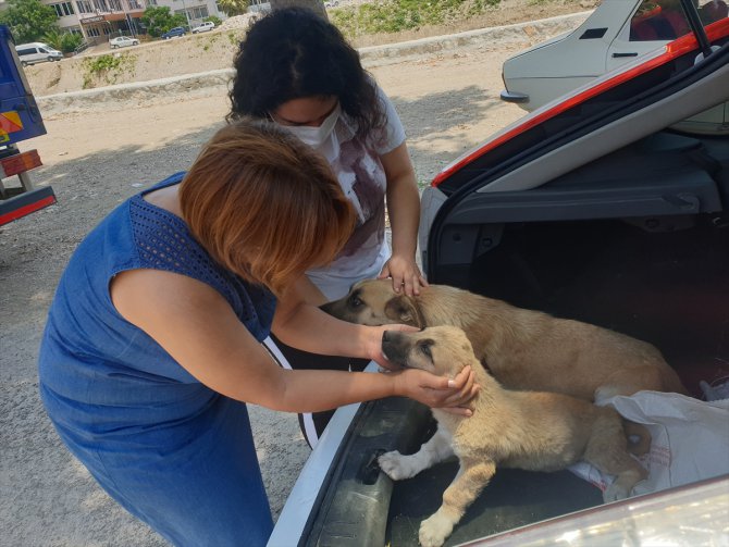 Osmaniye'de yaralı bulunan sokak köpeği tedaviye yavrusuyla birlikte götürüldü