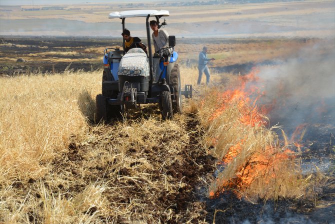 Şanlıurfa'da çıkan yangında 400 dönümlük ekili alan zarar gördü