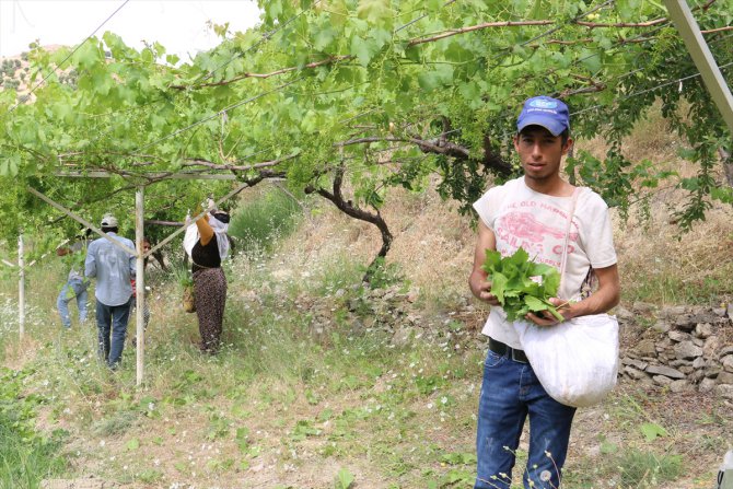 Siirt'te asma yaprağı köylülerin geçim kaynağı oldu