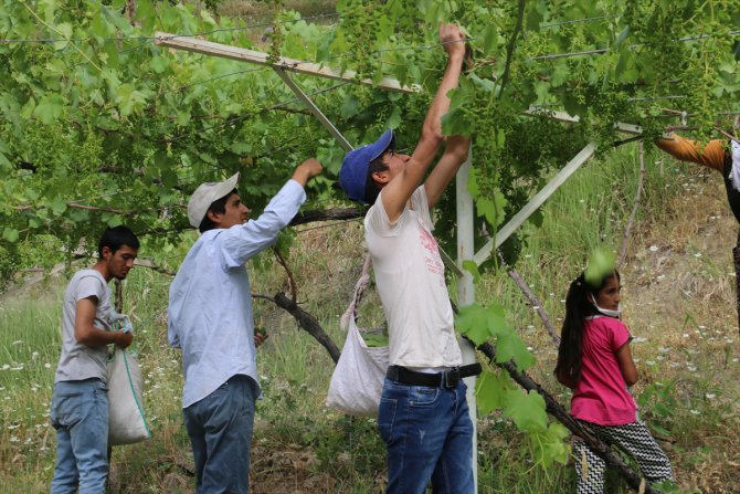 Siirt'te asma yaprağı köylülerin geçim kaynağı oldu