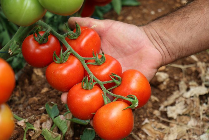 Mersin'de Kovid-19 sürecinde özel izinle ekilen domatesler hasat ediliyor