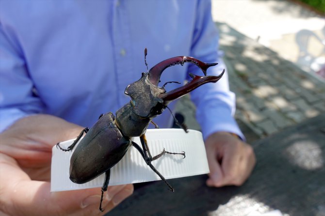 Nadir görülen "Geyik Böceği" Kırklareli'nde ikinci kez görüntülendi