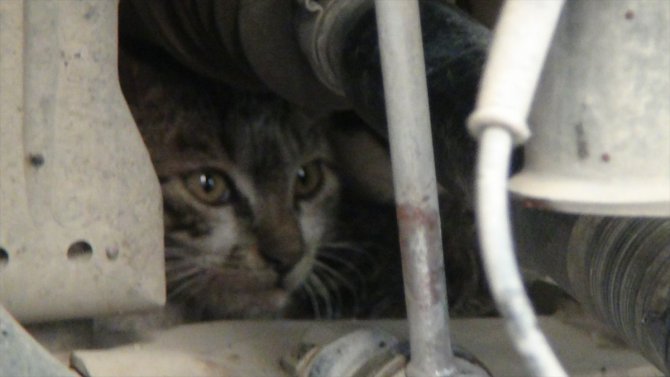 Şanlıurfa'da otomobilin motor kısmına sıkışan kedi operasyonla kurtarıldı