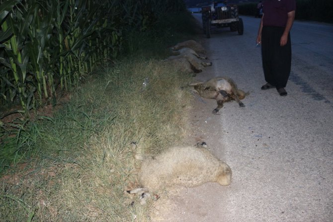 Adana'da otomobilin çarptığı sürüdeki koyunlardan 11'i telef oldu