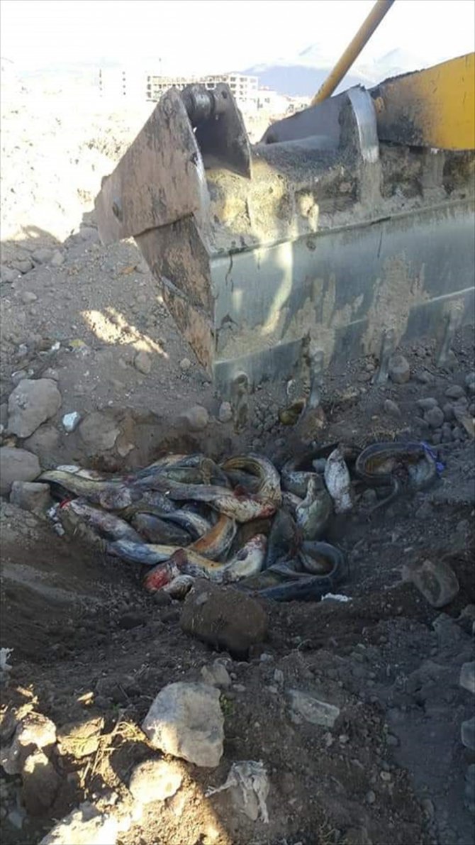 Erzurum'da kaçak yolla avlanılan 250 kilogram yayın balığı ele geçirildi