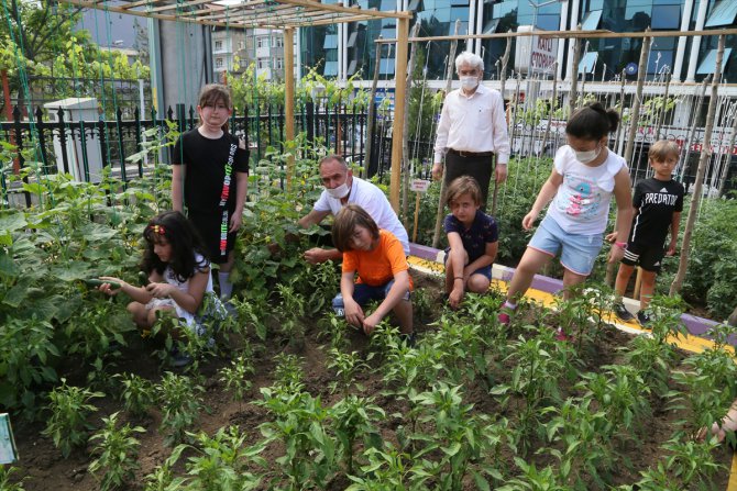 Öğretmen ve öğrencileri okul bahçesinde sebze üretiyor