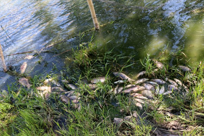 Malatya'da balık ölümleri nedeniyle Güzelyurt Göleti'nden numune alındı
