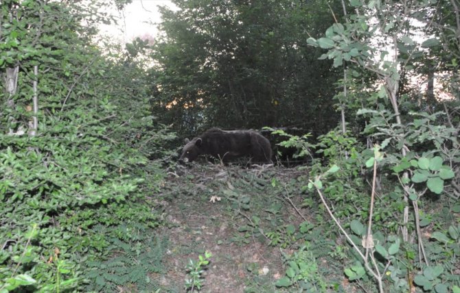 Bartın'da domuzlar için kurulan tuzağa takılan ayı, 5 saatlik çalışmayla kurtarıldı