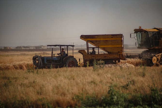 İdlib'de saldırı ve göç, buğday hasadını olumsuz etkiledi