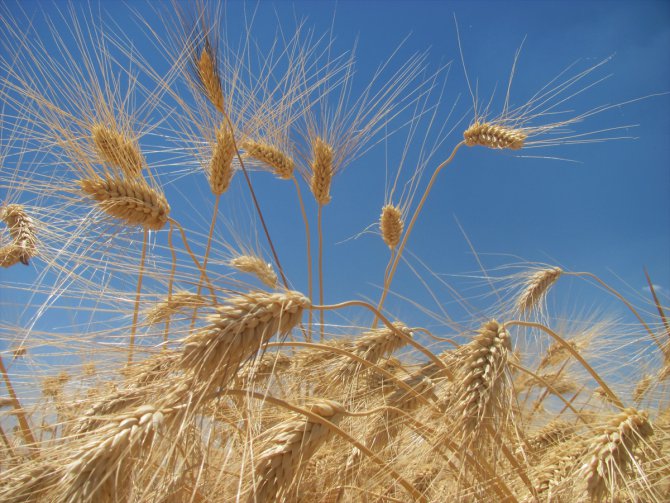 Gaziantep'te makarnalık buğdayın hasadı başladı