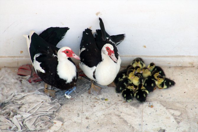Mersin'de, evin balkonunda mahsur kalan ördek ve yavruları kurtarıldı