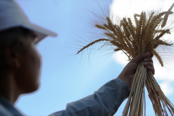 Mezopotamya'nın en eski buğday tohumundan 560 ton rekolte bekleniyor