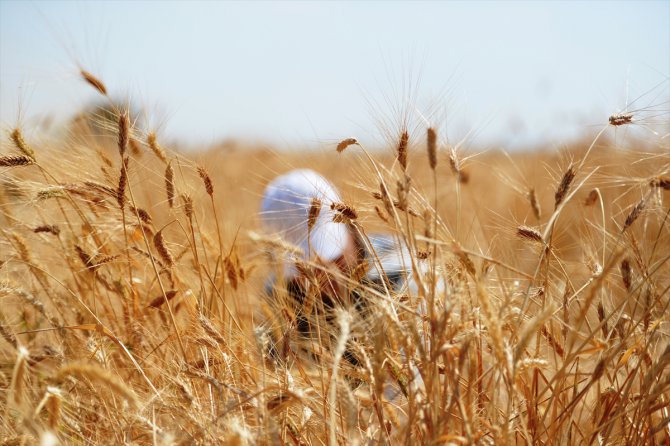 Mezopotamya'nın en eski buğday tohumundan 560 ton rekolte bekleniyor