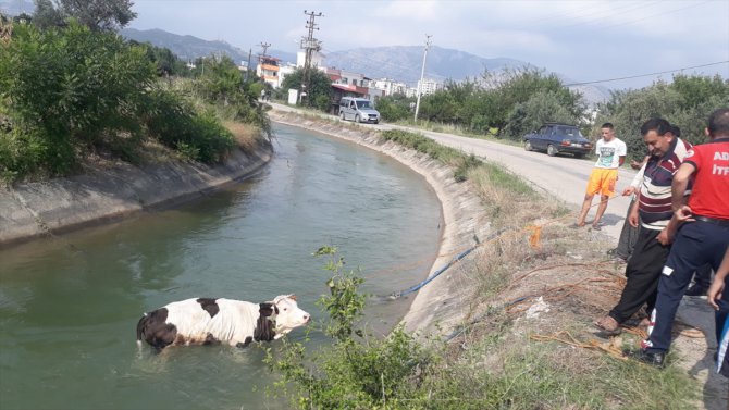 Adana'da sulama kanalına düşen inek itfaiye ekiplerince kurtarıldı