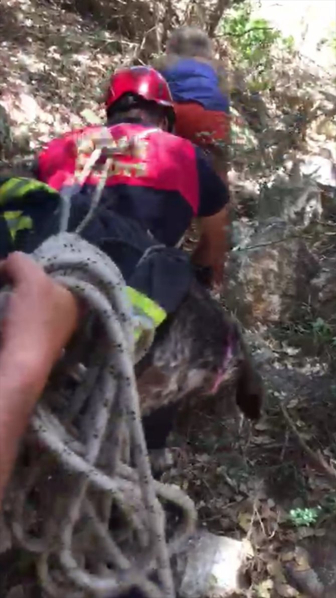 Bodrum'da itfaiye eri yaralı halde uçurumda mahsur kalan köpeği sırtında taşıdı