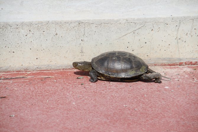 "Beton set" engelinden göle geçemeyen kaplumbağalara vatandaşlar yardım ediyor