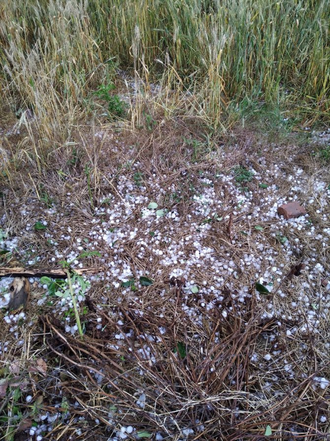 Tekirdağ'da etkili olan dolu buğday ve ayçiçeği tarlalarına zarar verdi