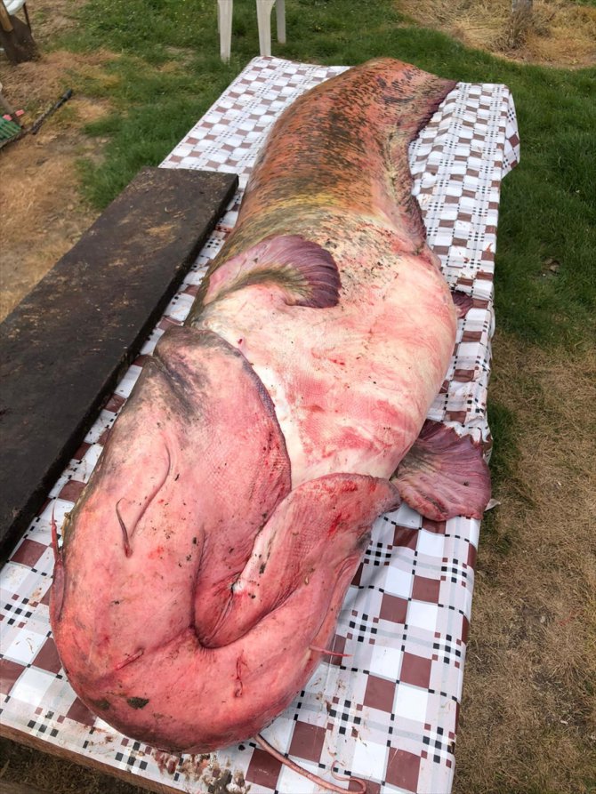 Edirne'de 109 kiloluk yayın balığı yakalandı