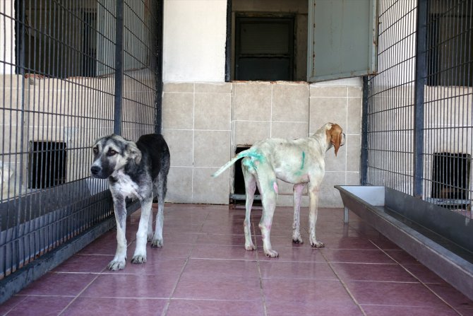 Kırklareli Valisi Bilgin: "12 köpeği katleden şüpheliler tespit edildi"