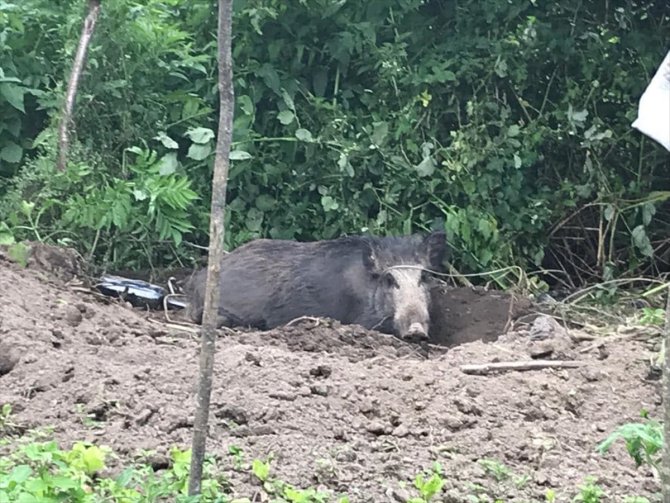 Kırklareli'nde evin bahçesindeki çitin tellerine takılan domuz kurtarıldı