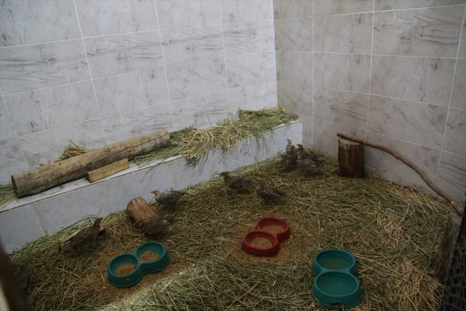 Şanlıurfa'da tedavisi tamamlanan kılkuyruk bağırtlak kuşları doğaya bırakıldı