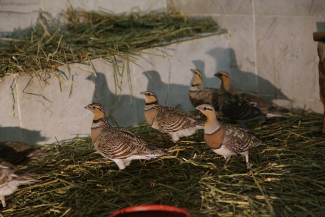 Şanlıurfa'da tedavisi tamamlanan kılkuyruk bağırtlak kuşları doğaya bırakıldı