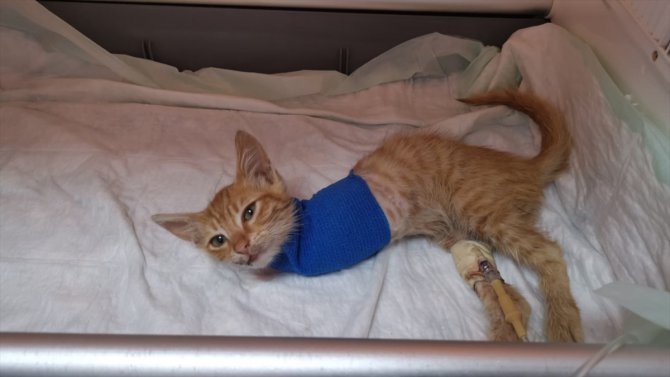 Kocaeli'de yaralı halde bulunan kedi yavrusu cerrahi müdahaleye rağmen 2 bacağını kaybetti