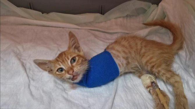 Kocaeli'de yaralı halde bulunan kedi yavrusu cerrahi müdahaleye rağmen 2 bacağını kaybetti