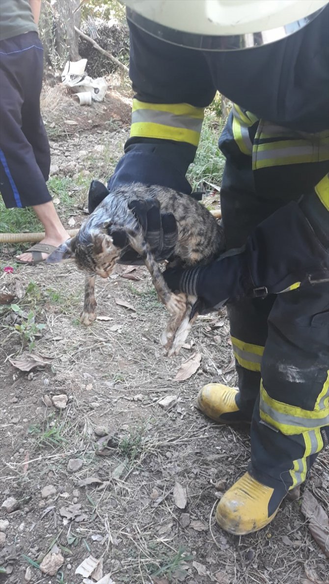 Muğla'da kafası demir boruya sıkışan kedi kurtarıldı