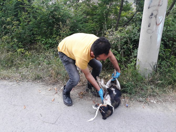 Kahramanmaraş'ta tüfekle ateş edilen köpek yaralandı