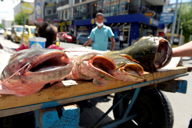 Ardahan'da yakalanan bir metreyi aşkın yayın balıkları ilgi gördü