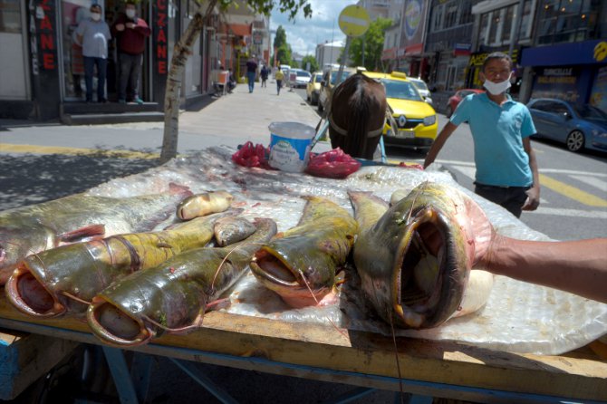 Ardahan'da yakalanan bir metreyi aşkın yayın balıkları ilgi gördü