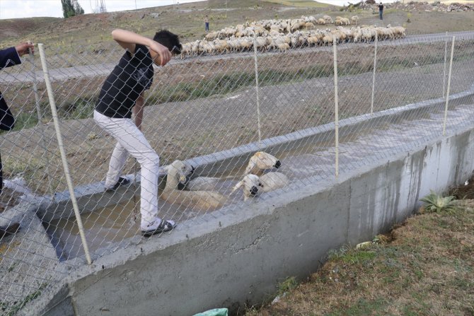 Hayvanlarını "koyun banyosu" ile kenelerden arındırıyorlar