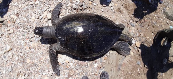 Kuşadası'nda 2 yeşil deniz kaplumbağası kıyıya vurdu