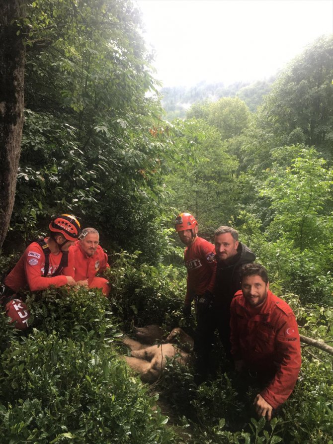 Rize'de çıktığı ağaçta mahsur kalan ayı AKUT ekiplerince kurtarıldı