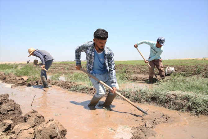 Irak'ta Kovid-19 ve zayıflayan alım gücü nedeniyle çiftçilerin ürünleri tarlada kaldı