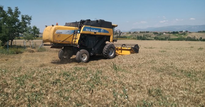 Samsun'da buğday hasadı etkinliği düzenlendi