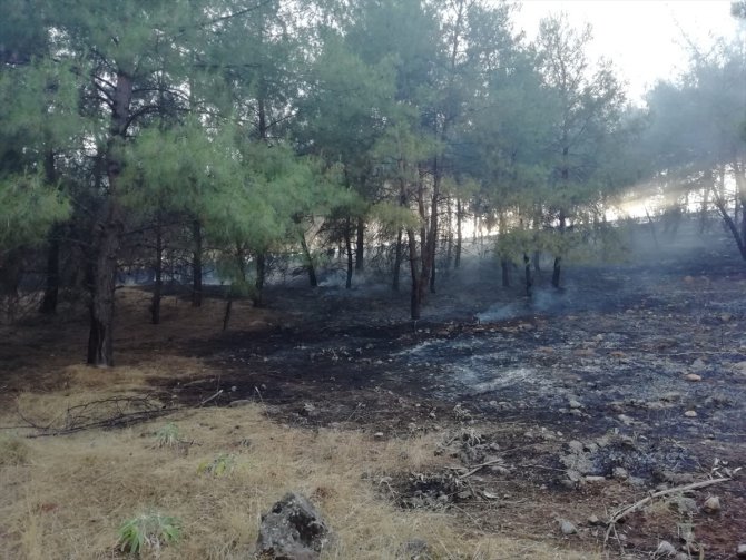 Kahramanmaraş'ta anız yakılması sonucu alevler ormana sıçradı