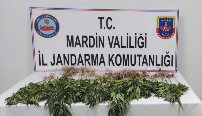Mardin'de bahçelerinde Hint keneviri yetiştirdikleri gerekçesiyle 2 kişi yakalandı