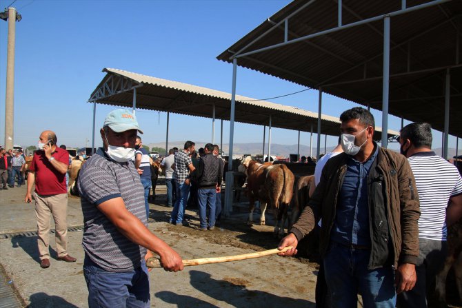 Sivas'ta kurbanlıklar görücüye çıktı, "değnekle pazarlık" başladı