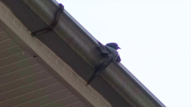 Afyonkarahisar'da çatıda mahsur kalan güvercini itfaiye ekibi kurtardı
