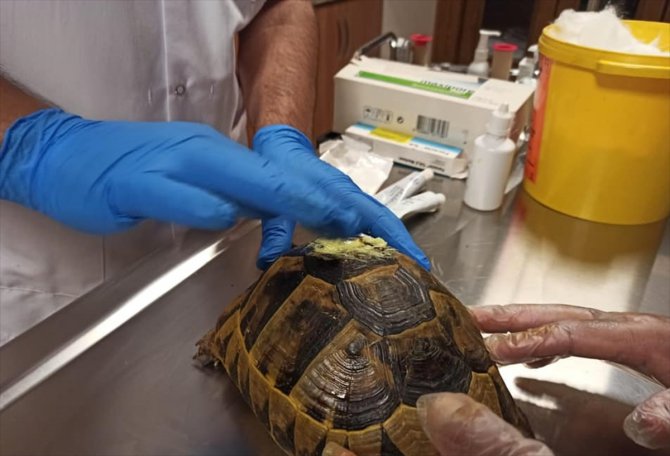 Şanlıurfa'da tedavisi tamamlanan kaplumbağa doğaya bırakıldı
