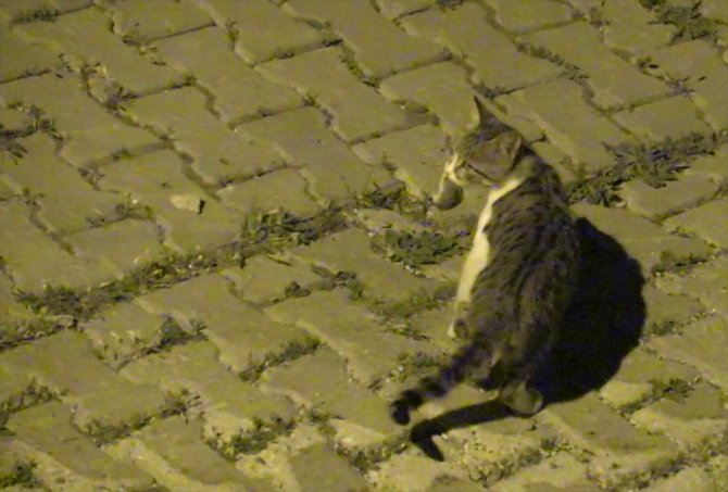 Yozgat'ta kedinin fareyle oyunu gülümsetti