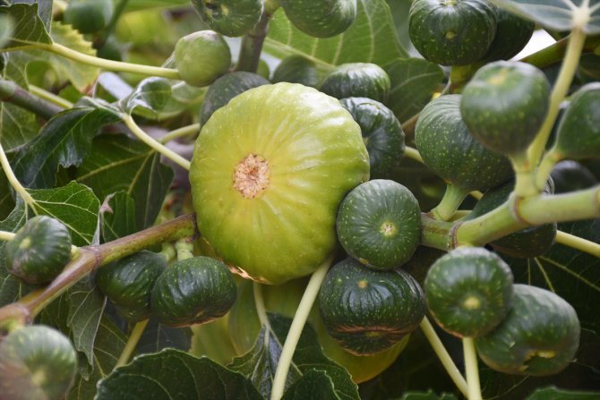 Manisa'da "yediveren inciri" hasadı başladı