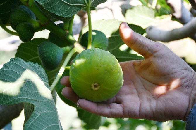 Manisa'da "yediveren inciri" hasadı başladı