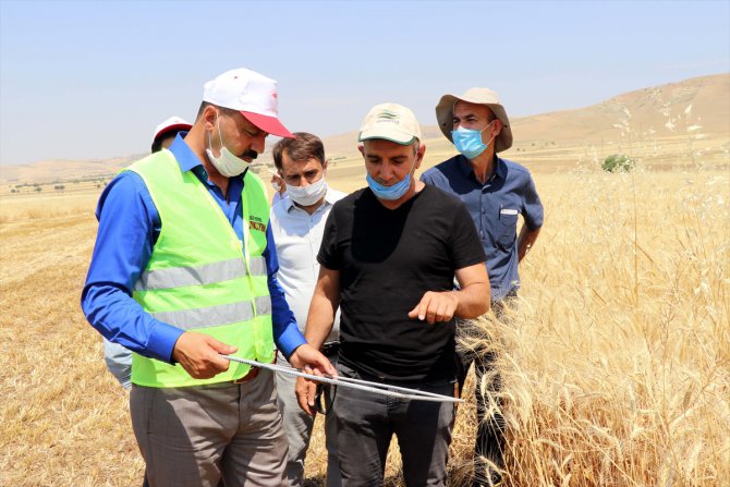 Elazığ'da 1 milyon dekar alanda hububat hasadı sürüyor