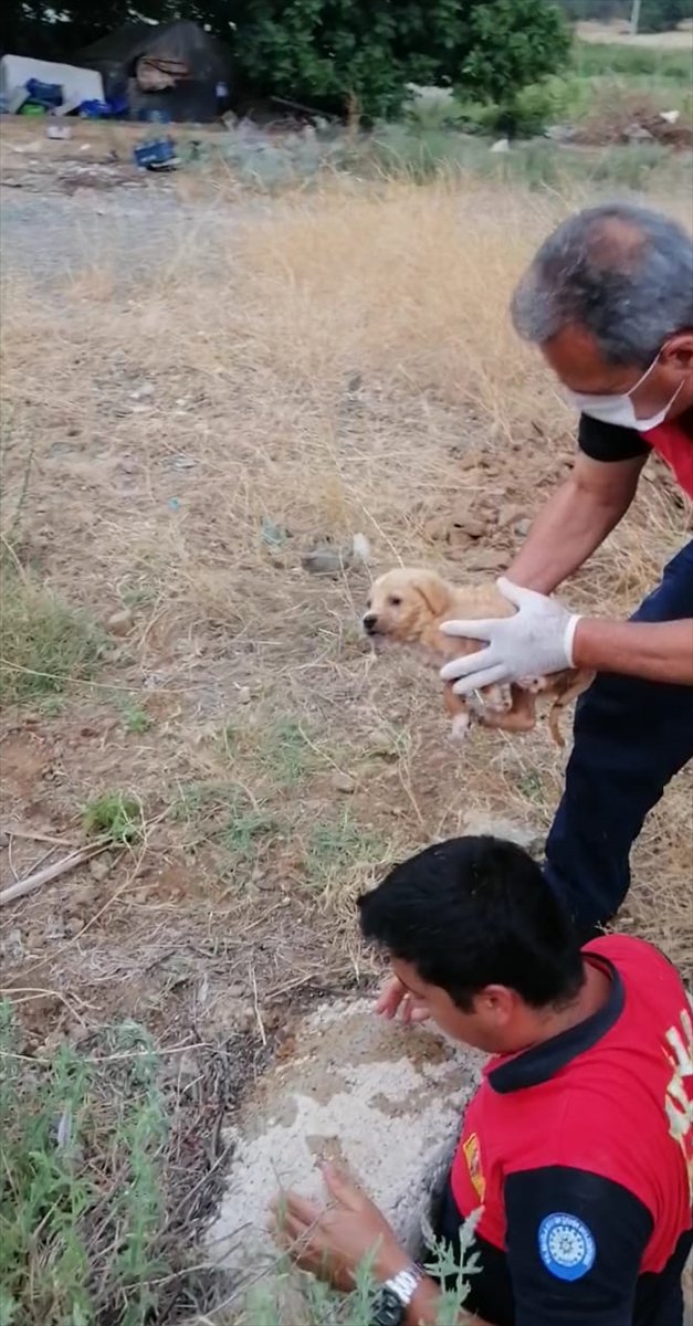 Muğla'da su borusunda mahsur kalan yavru köpek kurtarıldı
