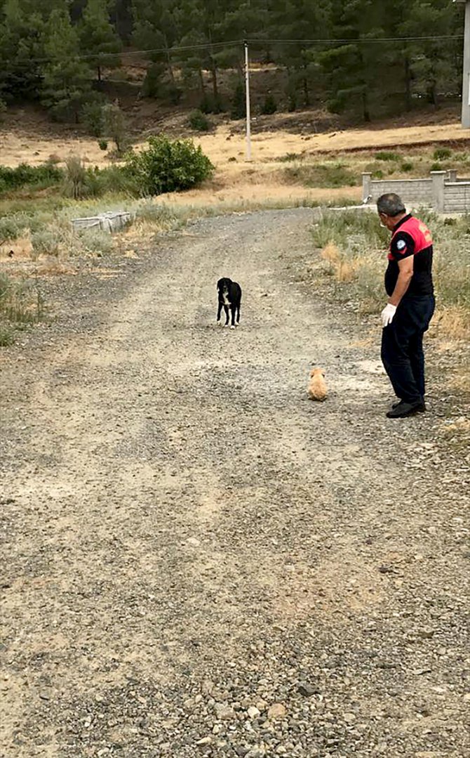 Muğla'da su borusunda mahsur kalan yavru köpek kurtarıldı